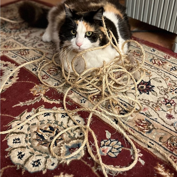 Please Help Me Support This Cat 💗 - Picture 4 of 8